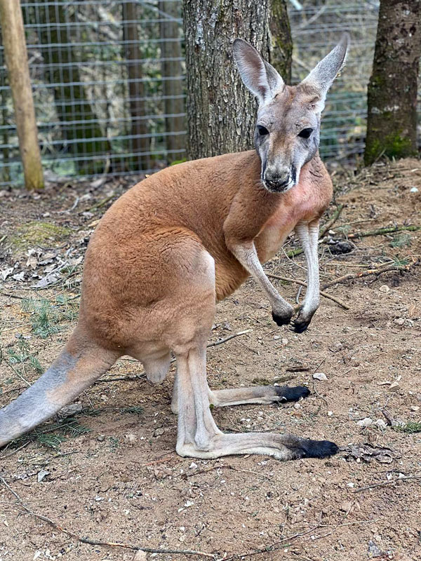 Kangaroo at GarLyn Zoo